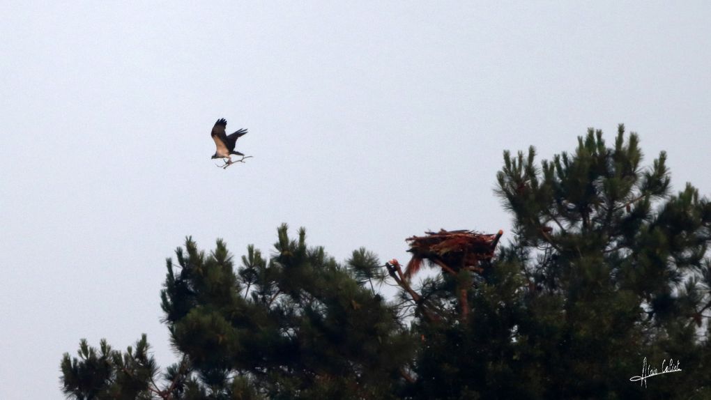 Balbuzard pécheur à Ondres et au marais d'Orx