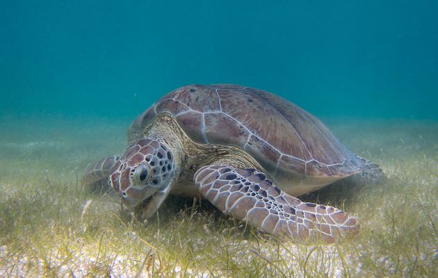 Le problème de l’eau et des ions chez les animaux aquatiques