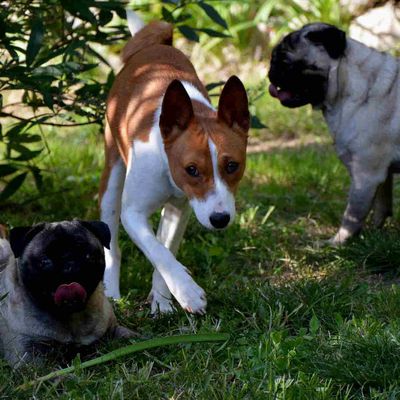 Une partie de la troupe joue dans le jardin.