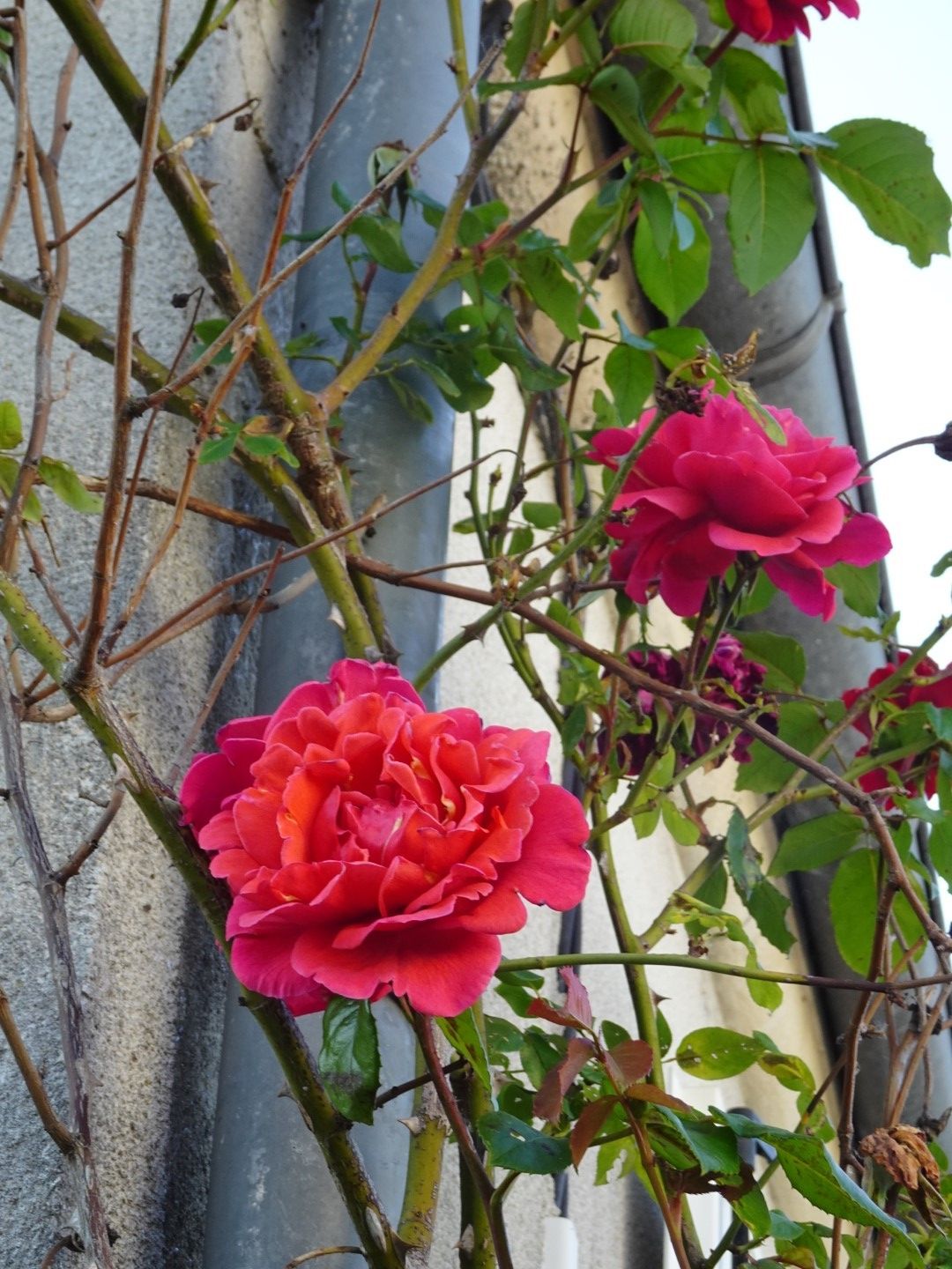 Les fleurs des voisins - dans notre rue