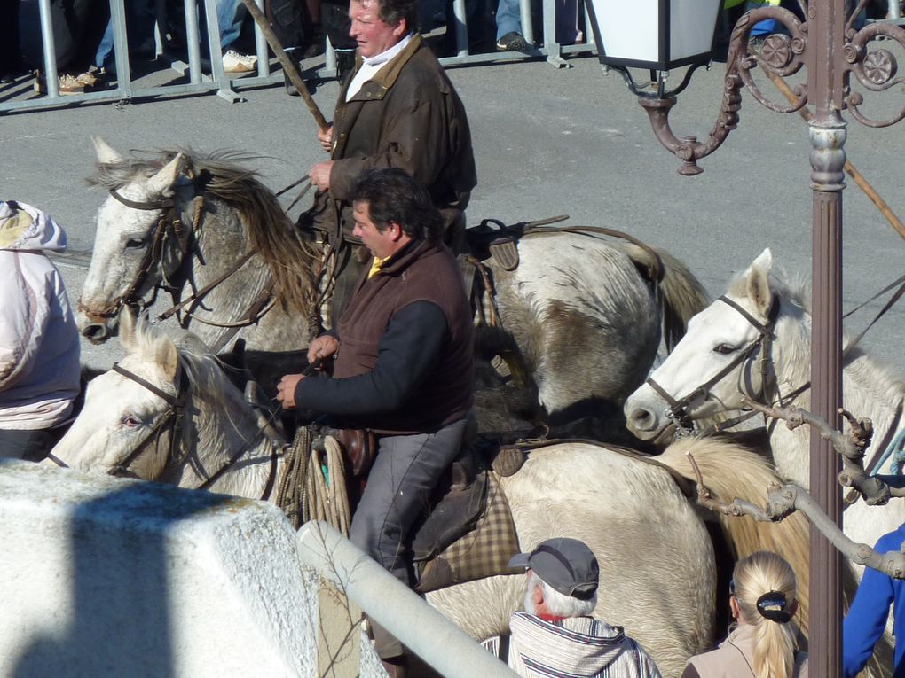 Album - Camargue