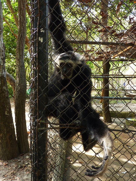 Phnom Tamao Zoological Park and wildlife rescue center.
Pelicans, gibbons, black bear of Asia, ... , Indochina leopard !!