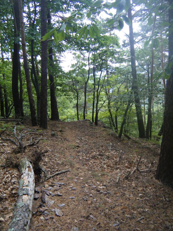 Un bon bol d'air en forêt ...