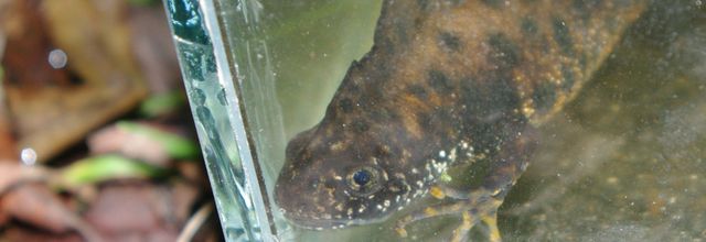 Sortie amphibiens du 12 février 2016 : des tritons, des dragons !