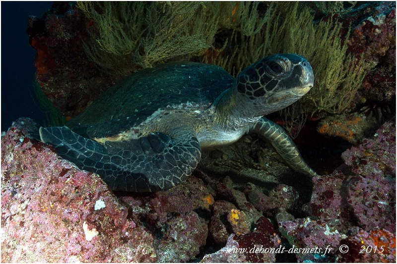 La tortue verte est sans doute la plus connue des tortues marines. Cette tortue doit son nom de « verte » non pas à la couleur de ses écailles mais à la teinte verdâtre de sa graisse.