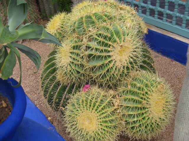 Visite de Marrakech en bus avec guide ,la Koutoubia, Les jardins de Majorelle, Le palais de Bahïa, les souks, la place Jemaa el Fna, le quartier juif. Cette visite est accompagnée d'un délicieux couscous dans un restaurant  marocain.