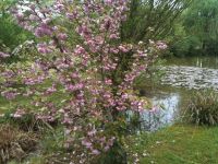 Cerisiers en fleurs dans mon jardin.