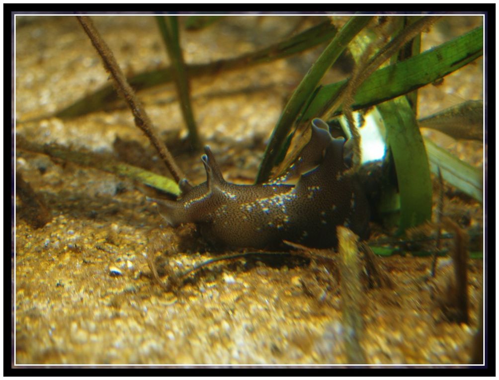 Echantillons de la biodiversité des océans à Océanopolis à Brest - Mars 2013.