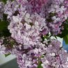 Lilas