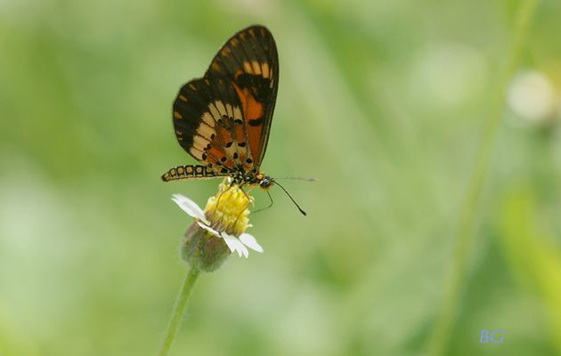 Papillons du Togo