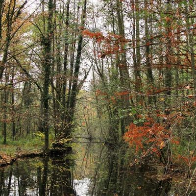  La mise à jour de  la  structure des arbres