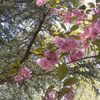 FRANCE : Fêtons Hanami !