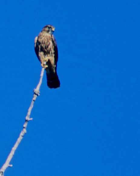 Album - oiseaux et mammifères-d-Alaska