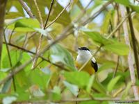 Oiseaux du Costa Rica