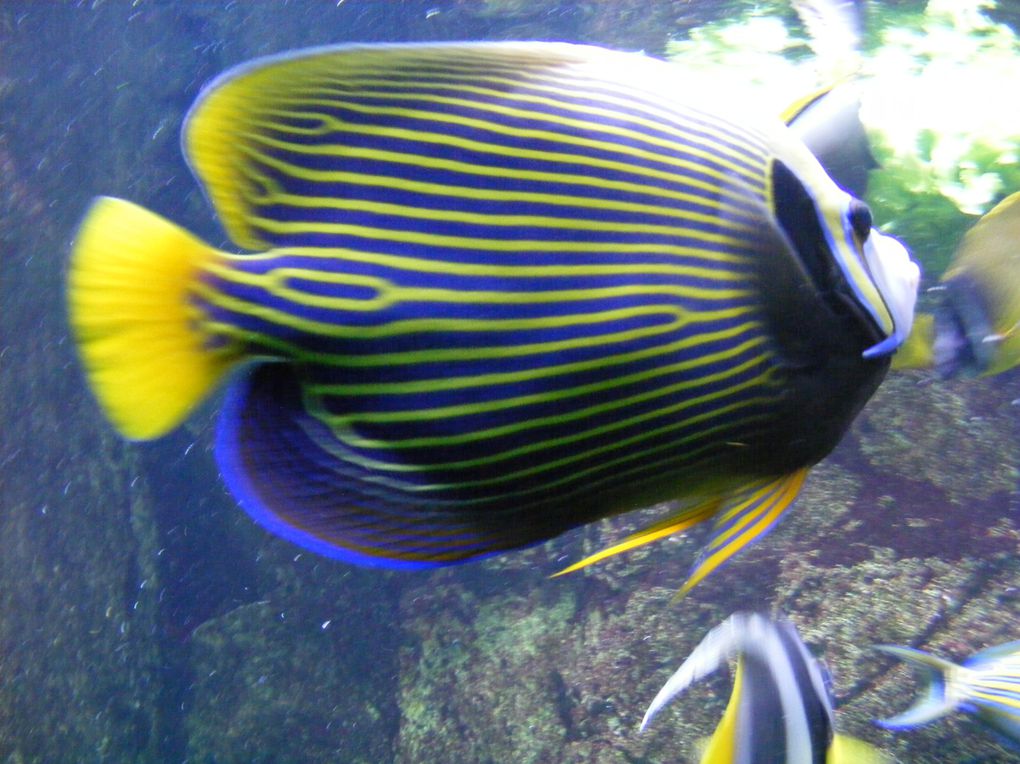 Album - aquarium poissons à gogo