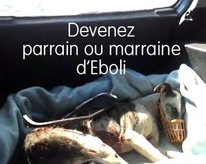 SAUVETAGE SUR L'AUTOROUTE D'UNE GALGA