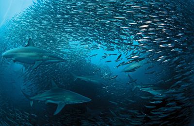 ¿Cómo nadan en armonía los bancos de peces?