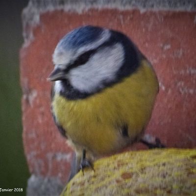 Mésange bleue