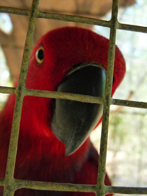 Album - Reserve des oiseaux exotiques