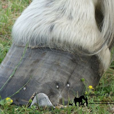L'analyse de crottin au printemps : pour qui ? Pourquoi ?