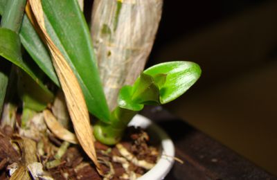 Dendrobium, ça pousse aussi...