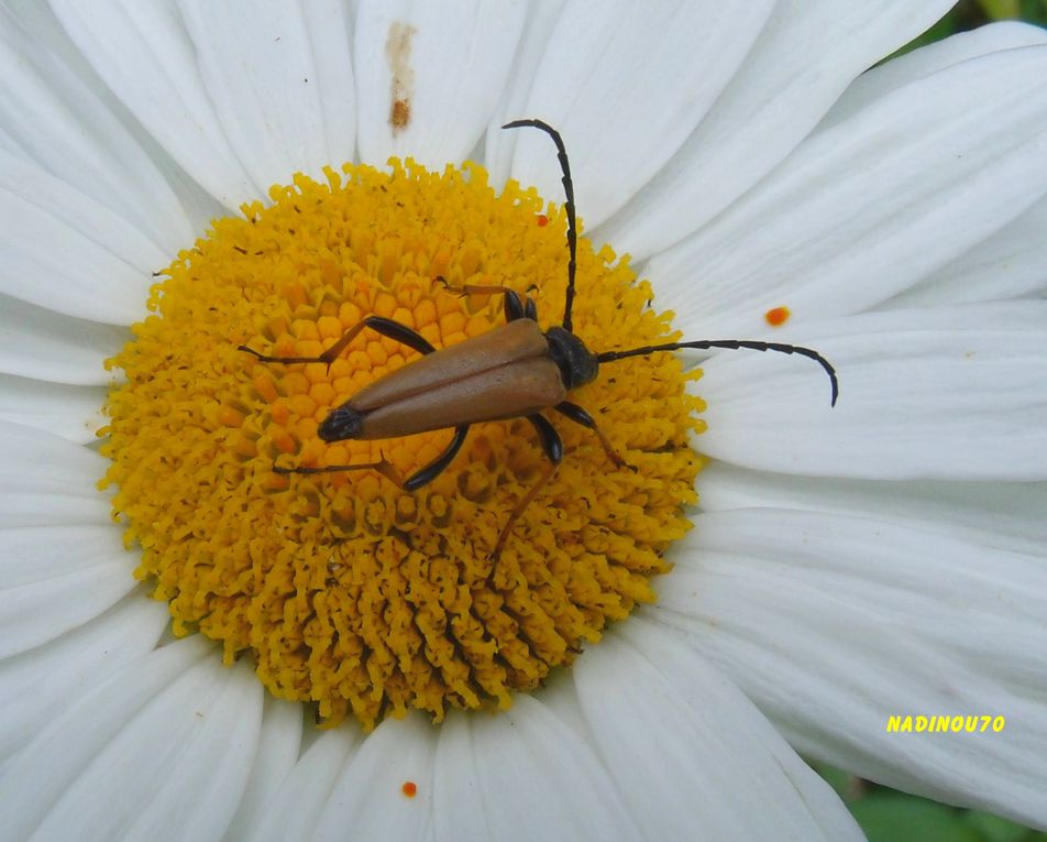 Album - macroinsectes