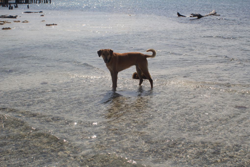 Album - SAPOTILLES-CAYS-LE-SUD-DU-SUD