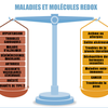 Docteur Ward Molécules REDOX : De quoi s’agit-il?