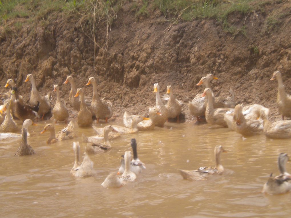 du delta du Mékong à Battambang en passant par Phnom Penh, Kep, Kampot, Takéo, Kompong Chhnang