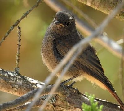 Rouge queue noir et leurs amis ou pas