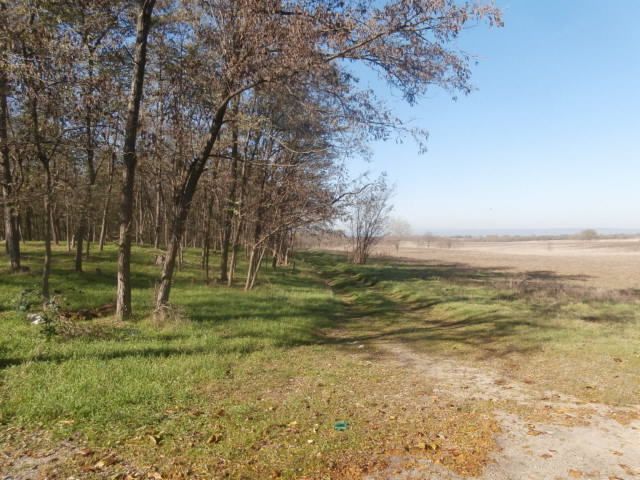 cols verts, aigrettes, cormorans qui sèchent leurs ailes, mouettes, hérons, pêcheurs....chevaux, renard, dindons , choucas.........l herbe est verte sous les arbres et pas sans arbre....cf agroforesterie.....