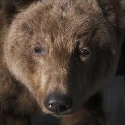 Pourquoi des taxidermistes du muséum de Toulouse ont redonné son aspect d’origine à l’ourse Cannelle tuée en 2004