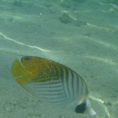 Les poissons papillon