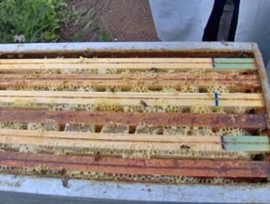 abeilles ruches, nos ruchers de Bourgogne, les apiculteurs Api4 en plein travail, leur évolution au fil des jours