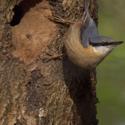 Chants d’oiseaux (leçon n°7)