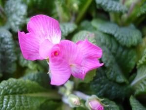 Mon jardin, toutes les fleurs que j'aime + celles de l'album l'œil du Pro