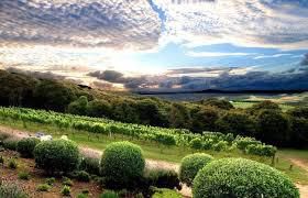 #La Région Vinicole d’Auckland New Zealand Vineyards