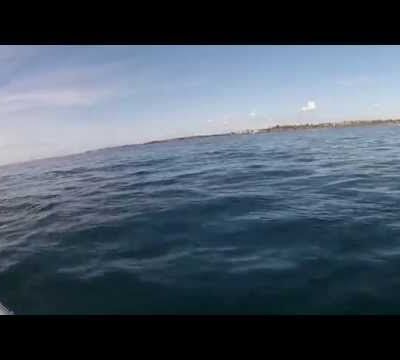 Dauphins en mer d'Iroise