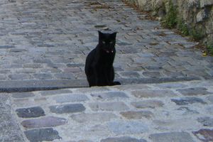 Chat noir