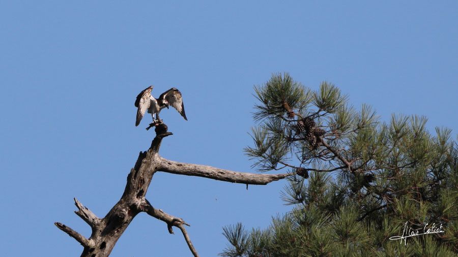 Balbuzard pécheur à Ondres et au marais d'Orx