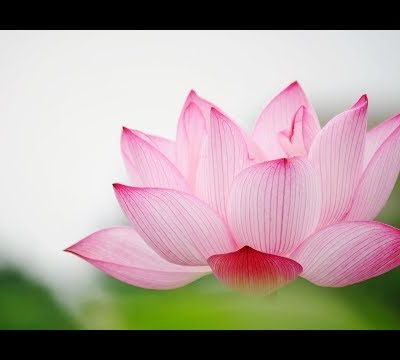 Michel Pépé - La Méditation du Lotus