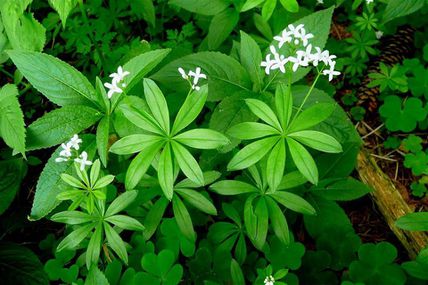 Jardinage et gourmandises : "L'aspérule odorante" ce 26 mai à la Maison Verte et Bleue 