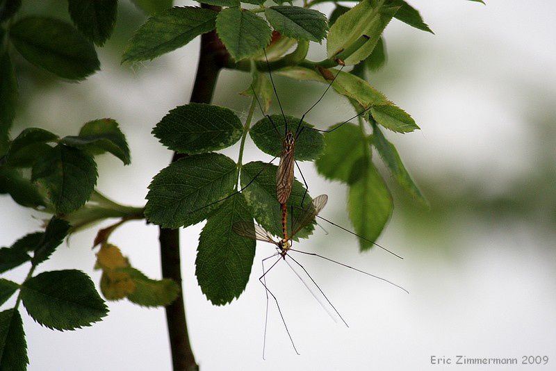 les insectes, araignées, et toutes ces petites bêtes sans lesquelles aucune vie n'est possible