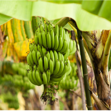 CRISPR améliore la résistance des bananiers à la maladie du flétrissement causée par Xanthomonas