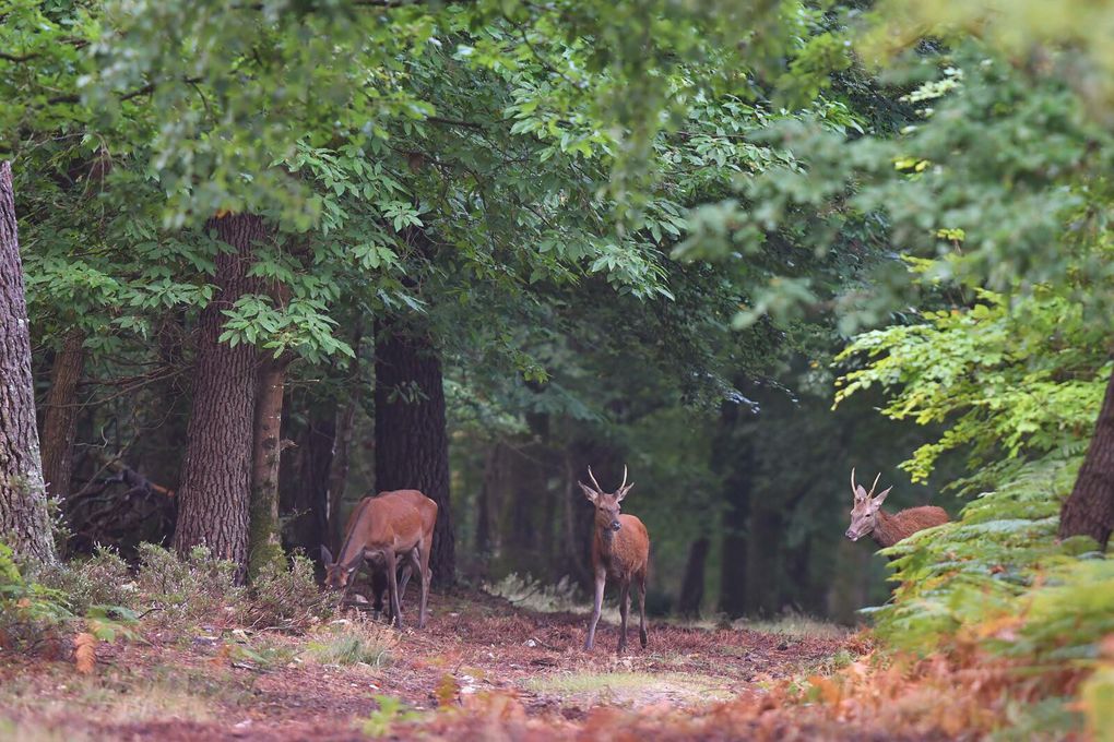 Biches, faons, daguets, la harde au petit matin. 