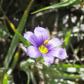 Sortie botanique à Anglefort et Iles de la Malourdie - Naturalistes du Bugey