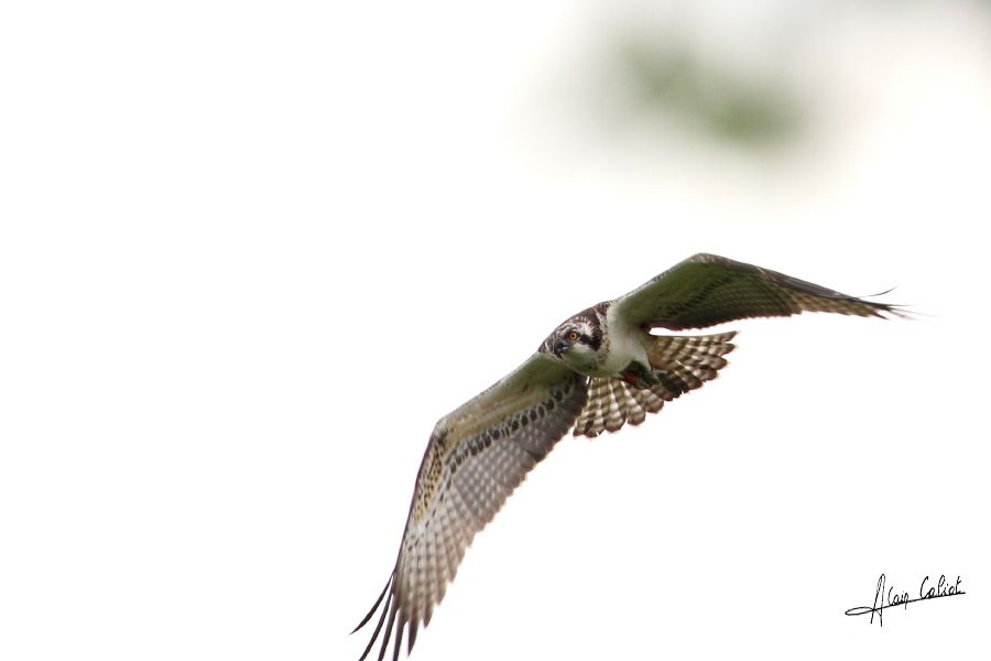 Balbuzard pécheur à Ondres et au marais d'Orx