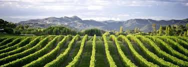 #Chardonnay Producers Gisborne Region New Zealand