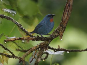 Les oiseaux de la Jamaïque