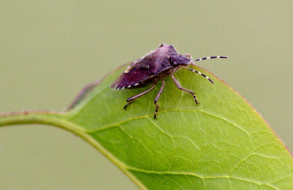 Photos d'insectes et d'araignées généralement en macro